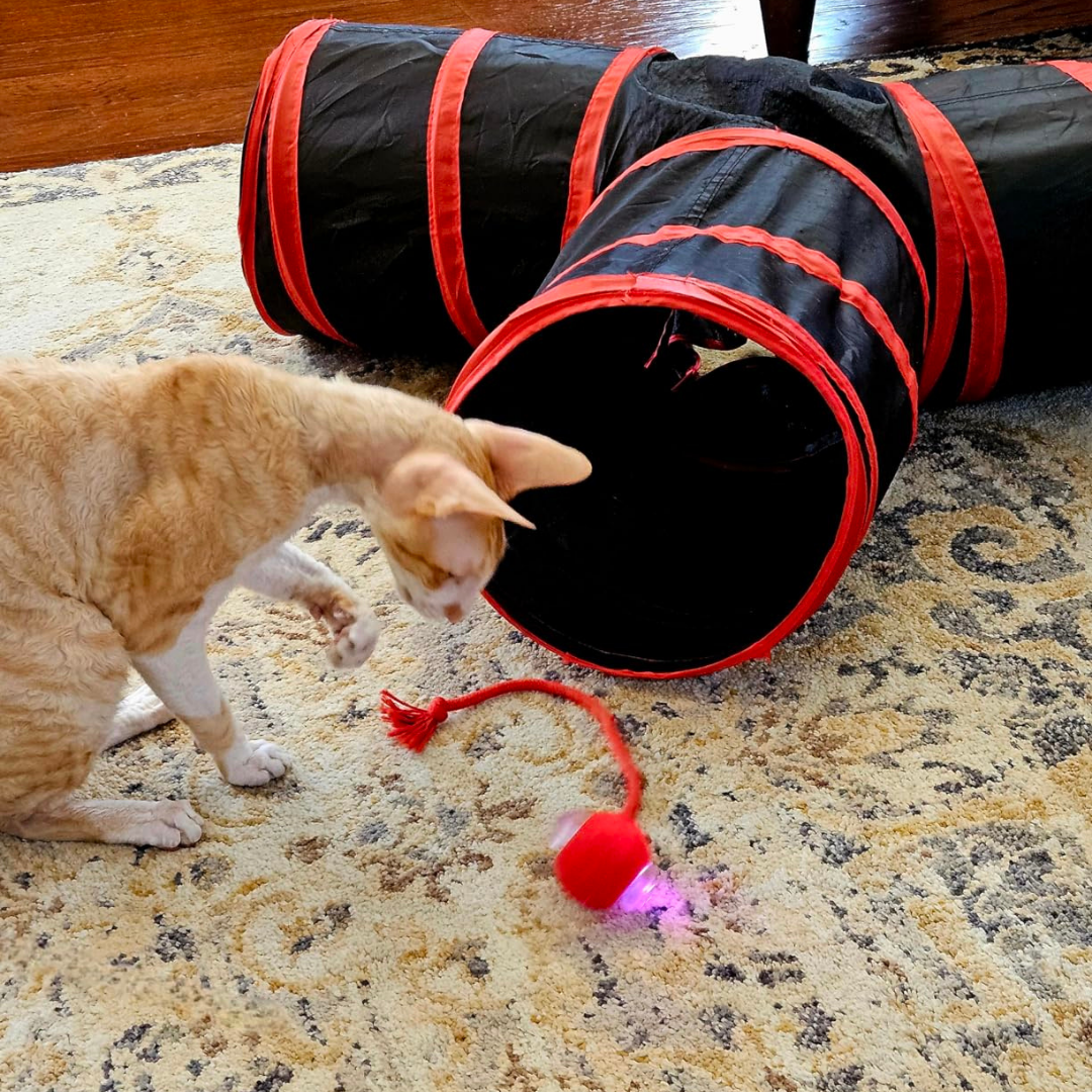 Smart Rolling PET Toy