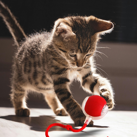 Smart Rolling PET Toy